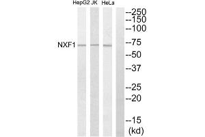 Western Blotting (WB) image for anti-Nuclear RNA Export Factor 1 (NXF1) (N-Term) antibody (ABIN1850042) (NXF1 抗体  (N-Term))