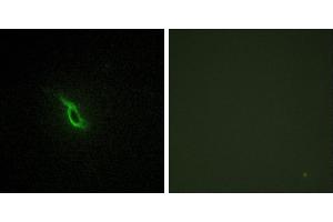 Peptide - +Immunofluorescence analysis of NIH/3T3 cells, using Adrenergic Receptor α-2A antibody. (ADRA2A 抗体  (Internal Region))