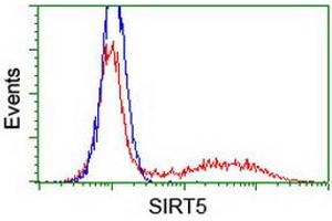 Image no. 2 for anti-Sirtuin 5 (SIRT5) antibody (ABIN1500936) (SIRT5 抗体)