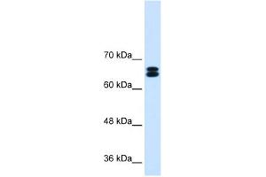 Western Blotting (WB) image for anti-Solute Carrier Family 9, Subfamily A (NHE9, Cation Proton Antiporter 9), Member 9 (SLC9A9) (C-Term) antibody (ABIN2781738)