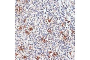 Immunohistochemistry of paraffin-embedded human tonsil using Cathepsin G antibody (ABIN6127686, ABIN6139228, ABIN6139230 and ABIN6217069) at dilution of 1:100 (40x lens). (Cathepsin G 抗体  (AA 75-190))