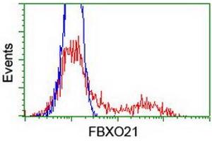 Flow Cytometry (FACS) image for anti-F-Box Protein 21 (FBXO21) antibody (ABIN1498237) (FBXO21 抗体)