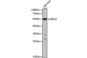 Western blot analysis of extracts of rat liver, using NR1I2 antibody (ABIN1873949) at 1:1000 dilution. (NR1I2 抗体)