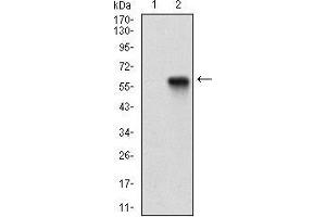 Western Blotting (WB) image for anti-Peroxisome Proliferator-Activated Receptor Gamma, Coactivator 1 beta (PPARGC1B) (AA 195-414) antibody (ABIN2683008)