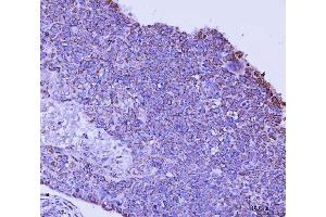 IHC analysis of TFEB using anti-TFEB antibody (ABIN7600648). (TFEB 抗体  (AA 214-326))