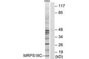 Western blot analysis of extracts from K562 cells, using MRPS18C Antibody. (MRPS18C 抗体  (AA 71-120))