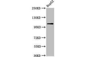 Western Blot Positive WB detected in: HepG2 whole cell lysate All lanes: USP4 antibody at 6. (USP4 抗体  (AA 632-810))