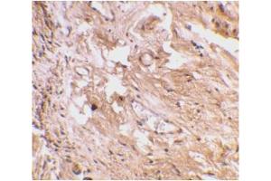 Image no. 1 for anti-Toll-Like Receptor 11 (Tlr11) (C-Term) antibody (ABIN204061) (TLR11 抗体  (C-Term))