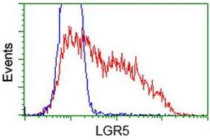 HEK293T cells transfected with either RC212825 overexpress plasmid (Red) or empty vector control plasmid (Blue) were immunostained by anti-LGR5 antibody (ABIN2454608), and then analyzed by flow cytometry. (LGR5 抗体  (AA 250-550))