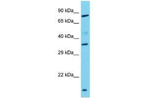 Host: Rabbit Target Name: TAS2R3 Sample Type: Hela Whole Cell lysates Antibody Dilution: 1. (TAS2R3 抗体  (C-Term))