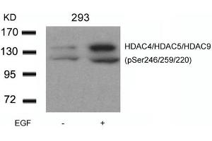 Western blot analysis of extracts from 293 cells untreated or treated with EGF using HDAC4/HDAC5/HDAC9(phospho-Ser246/259/220) Antibody. (HDAC4/HDAC5/HDAC9 抗体  (pSer220, pSer246, pSer259))