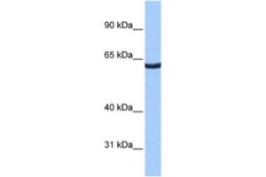 Western Blotting (WB) image for anti-Zinc Finger Protein 350 (ZNF350) antibody (ABIN2461264) (ZNF350 抗体)