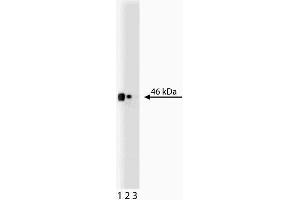 Western blot analysis of CD38 on EB1 lysate. (CD38 抗体  (AA 171-292))