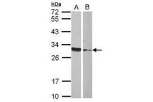 Image no. 1 for anti-High Mobility Group Box 4 (HMGB4) (AA 6-173) antibody (ABIN1498683) (HMGB4 抗体  (AA 6-173))
