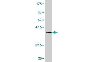 Western Blotting (WB) image for anti-Adenosine Monophosphate Deaminase 2 (AMPD2) (AA 86-185) antibody (ABIN513313)