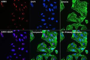 Immunofluorescence (IF) image for anti-KRR1, Small Subunit (SSU) Processome Component, Homolog (KRR1) (AA 1-381) antibody (ABIN1680621)