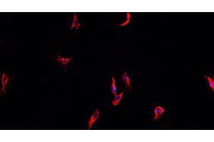 ABIN6268915 staining HeLa cells by IF/ICC. (HSP90AA1 抗体  (C-Term))