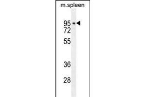 DTL Antibody (Center) (ABIN654926 and ABIN2844569) western blot analysis in mouse spleen tissue lysates (35 μg/lane). (CDT2/RAMP 抗体  (AA 229-256))