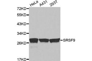 Western Blotting (WB) image for anti-serine/arginine-Rich Splicing Factor 9 (SFRS9) antibody (ABIN1877097) (SFRS9 抗体)