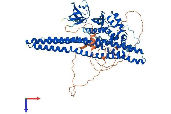 SNX9 Protein (AA 1-595) (His tag)