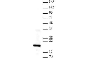 Histone H3K4me3 antibody tested by Western blot. (Histone 3 抗体  (3meLys4))