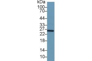Detection of GSTa1 in Mouse Stomach lysate using Polyclonal Antibody to Glutathione S Transferase Alpha 1 (GSTa1) (GSTA1 抗体  (AA 2-222))