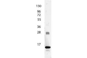 anti-Human IL-3 antibody shows detection of a band ~15 kDa in size corresponding to recombinant human IL-3. (IL-3 抗体)