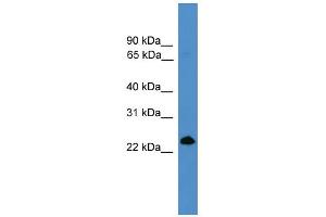 WB Suggested Anti-TNFSF4 Antibody Titration: 0.