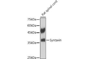 Western blot analysis of extracts of Rat spinal cord, using Syntaxin antibody (ABIN7270685) at 1:1000 dilution. (Syntaxin 1B 抗体)