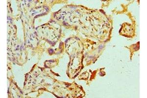 Immunohistochemistry of paraffin-embedded human placenta tissue using ABIN7142463 at dilution of 1:100 (ABAT 抗体  (AA 29-300))