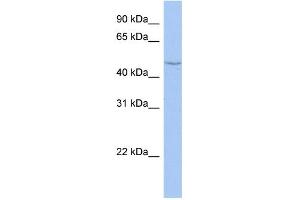 Western Blotting (WB) image for anti-Cytochrome P450, Family 27, Subfamily C, Polypeptide 1 (CYP27C1) (Middle Region) antibody (ABIN2785680)