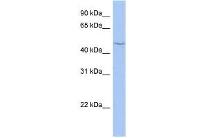 WB Suggested Anti-CYP27C1 Antibody Titration: 0. (CYP27C1 抗体  (Middle Region))