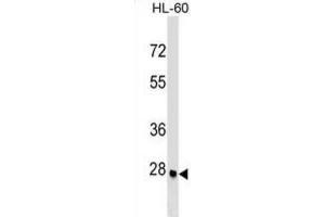 Western Blotting (WB) image for anti-Arginine-Fifty Homeobox (ARGFX) antibody (ABIN2999638) (ARGFX 抗体)