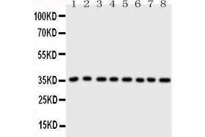 Western Blotting (WB) image for anti-Annexin A3 (ANXA3) (AA 124-141), (Middle Region) antibody (ABIN3043176) (Annexin A3 抗体  (Middle Region))
