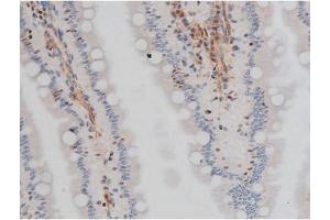 ABIN6267400 at 1/200 staining Rat intestinal tissue sections by IHC-P. (CREB1 抗体  (pSer133))