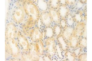 ABIN6263293 and ABIN6276757 at 1/100 staining human normal kidney tissue by IHC-P. (MMP13 抗体  (N-Term))