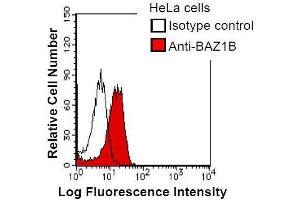HeLa cells were fixed in 2% paraformaldehyde/PBS and then permeabilized in 90% methanol. (BAZ1B 抗体)