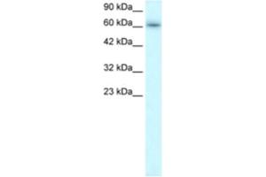 Western Blotting (WB) image for anti-TRAF-Type Zinc Finger Domain Containing 1 (TRAFD1) antibody (ABIN2460586) (TRAFD1 抗体)