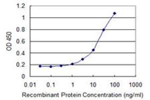 Detection limit for recombinant GST tagged HSF2BP is 0. (HSF2BP 抗体  (AA 231-334))