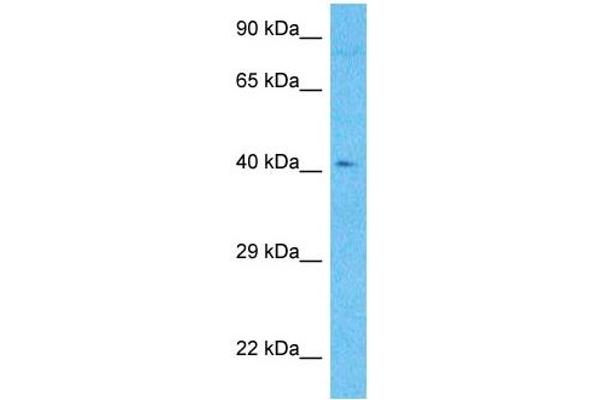 METTL22 antibody  (C-Term)