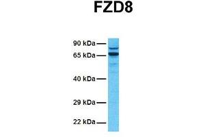 Host:  Rabbit  Target Name:  FZD8  Sample Tissue:  Human 721_B  Antibody Dilution:  1. (FZD8 抗体  (N-Term))