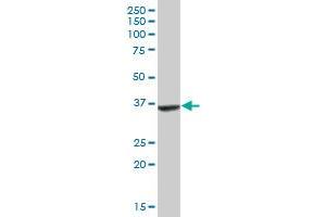 APOL2 MaxPab polyclonal antibody. (Apolipoprotein L 2 抗体  (AA 1-337))