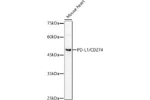 Western Blotting (WB) image for anti-CD274 (PD-L1) (AA 19-238) antibody (ABIN1512699)