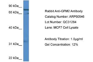 WB Suggested Anti-GFM2  Antibody Titration: 0. (GFM2 抗体  (C-Term))