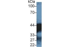 Western Blot; Sample: Human Lung lysate; ;Primary Ab: 1µg/ml Rabbit Anti-Human MDH1 Antibody;Second Ab: 0.