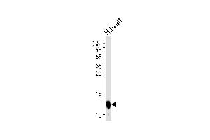 Western blot analysis of lysate from human heart tissue lysate, using COX6A2 Antibody (Center) (ABIN653569 and ABIN2842945). (COX6A2 抗体  (AA 37-66))