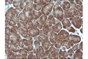 Image no. 2 for anti-Mitogen-Activated Protein Kinase Kinase 1 (MAP2K1) antibody (ABIN1499381) (MEK1 抗体)