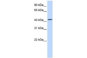 C7ORF42 antibody used at 1 ug/ml to detect target protein. (C7orf42 抗体  (N-Term))
