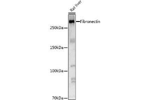 Western blot analysis of extracts of Rat liver, using Fibronectin Rabbit pAb antibody (ABIN7267194) at 1:1000 dilution.