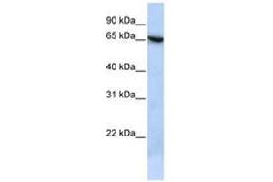 Image no. 1 for anti-Transmembrane Protein 259 (TMEM259) (N-Term) antibody (ABIN6741406) (Membralin 抗体  (N-Term))